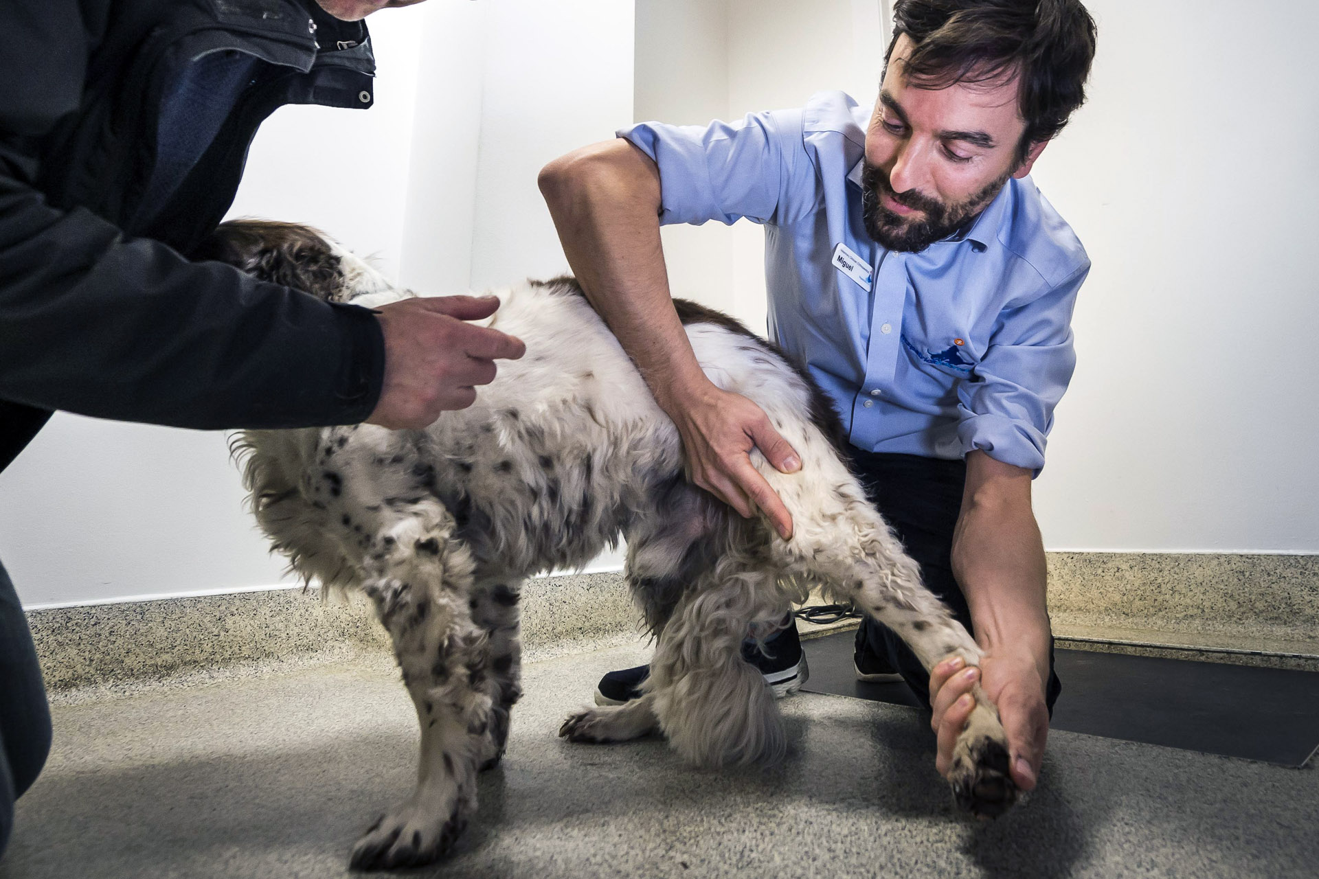 Cranial Cruciate Ligament Disease in Dogs